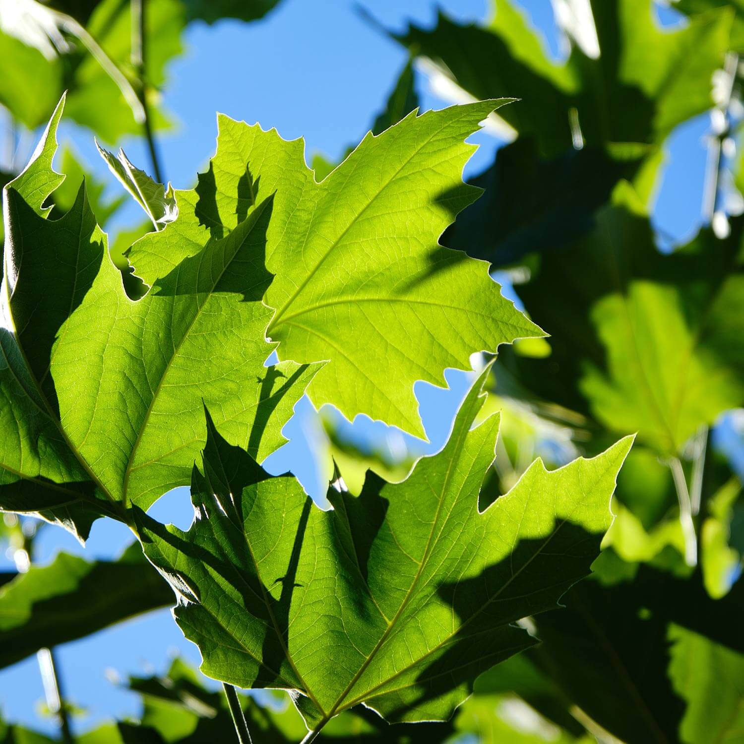 Close up of toothed green leaf. Platanus Acerifolia ‘Bloodgood’; 'Bloodgood' London Planetree