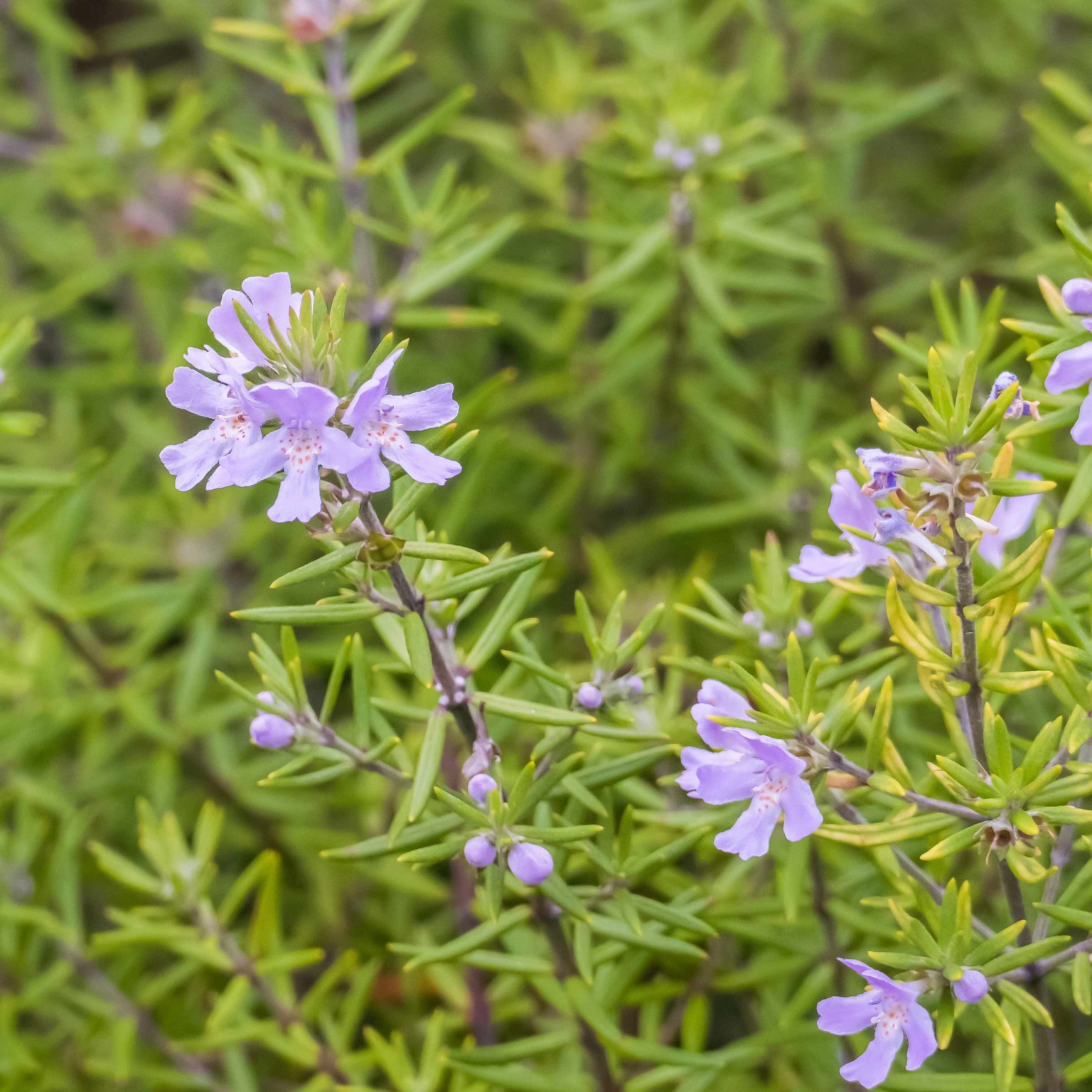 Westringia 'Wynyabbie Gem' Coast Rosemary Western Star Nurseries