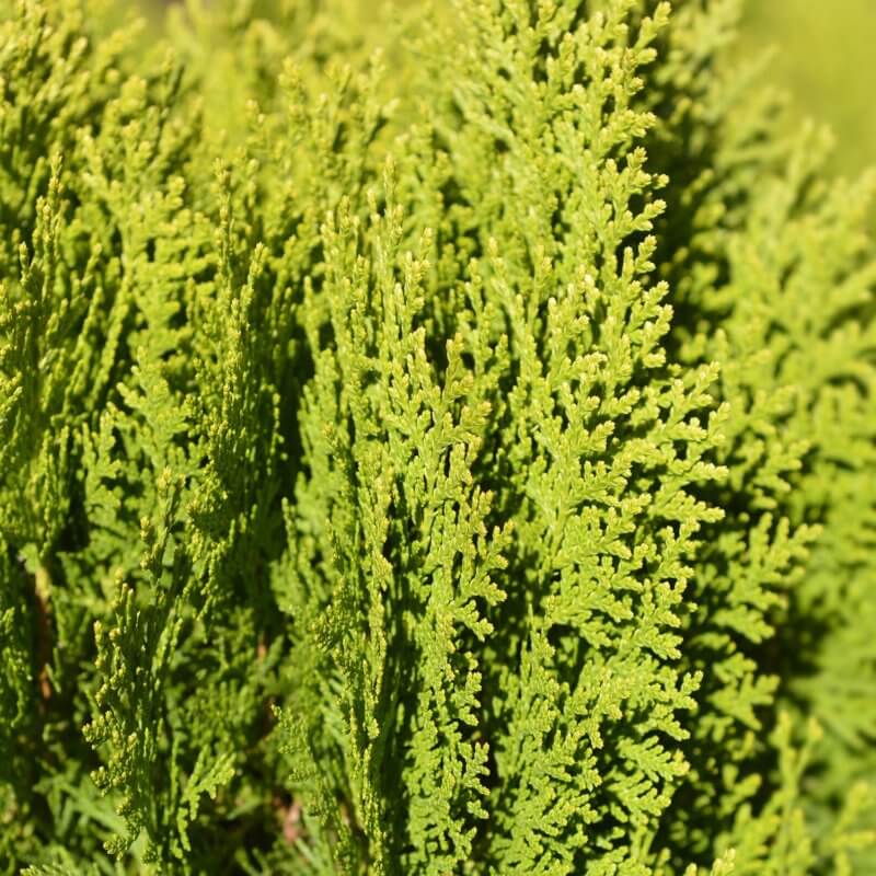 Thuja orientalis 'Aurea Nana' - Dwarf Golden Arborvitae | Western Star ...