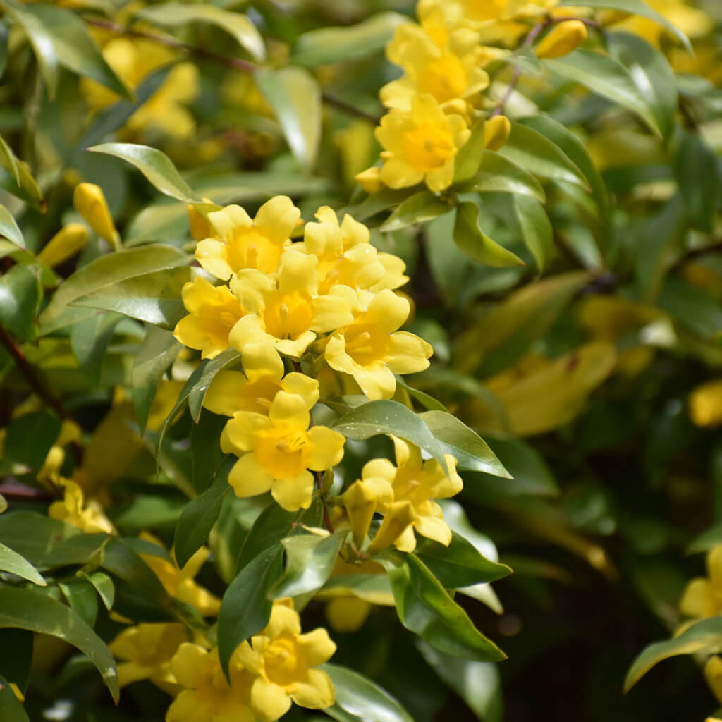 cluster of yellow flowers on Gelsemium sempervirens or Carolina yellow jasmine