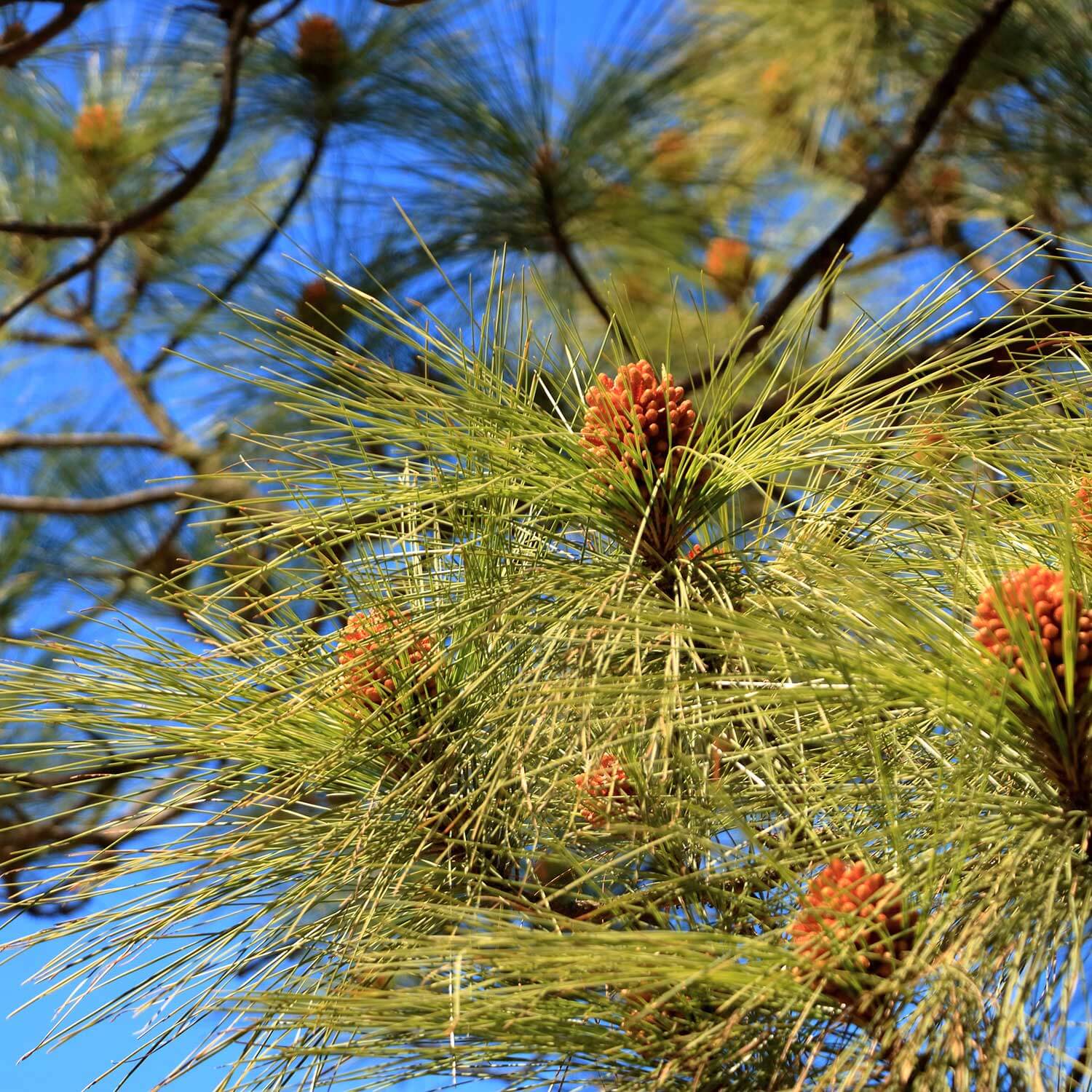 Close up of pine needles on Pinus Canariensis or Canary Island Pine tree