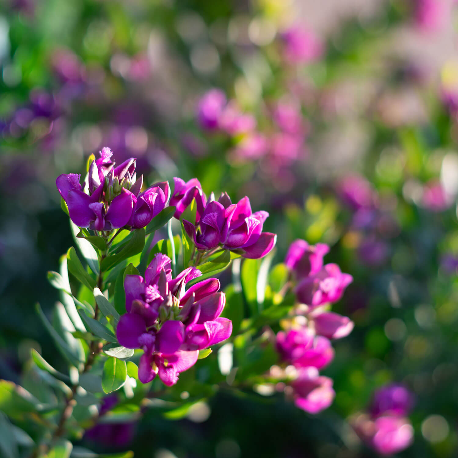 Close up of purple clustered flowers of a Polygala fruticosa 'Petite Butterfly', Sweet Pea Shrub)