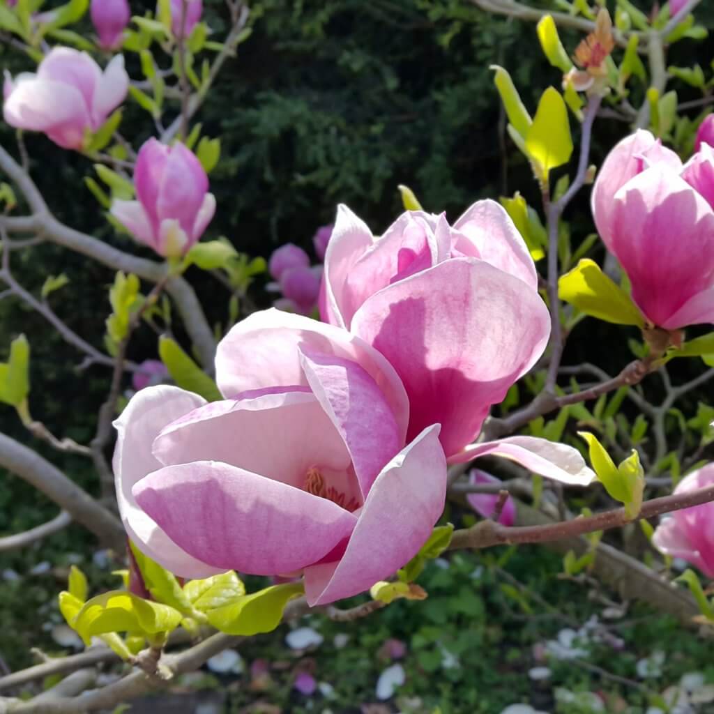 Blooming Magnolia soulangeana, Saucer Magnolia, magnolia tree