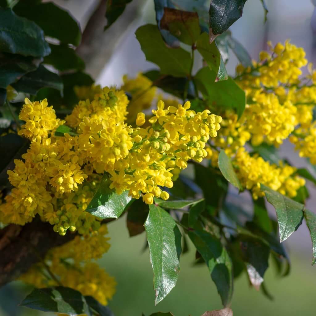 Mahonia aquifolium in bloom, yellow flowering plant called oregon grape, pinnate green leaves and cluster of yellow flowers