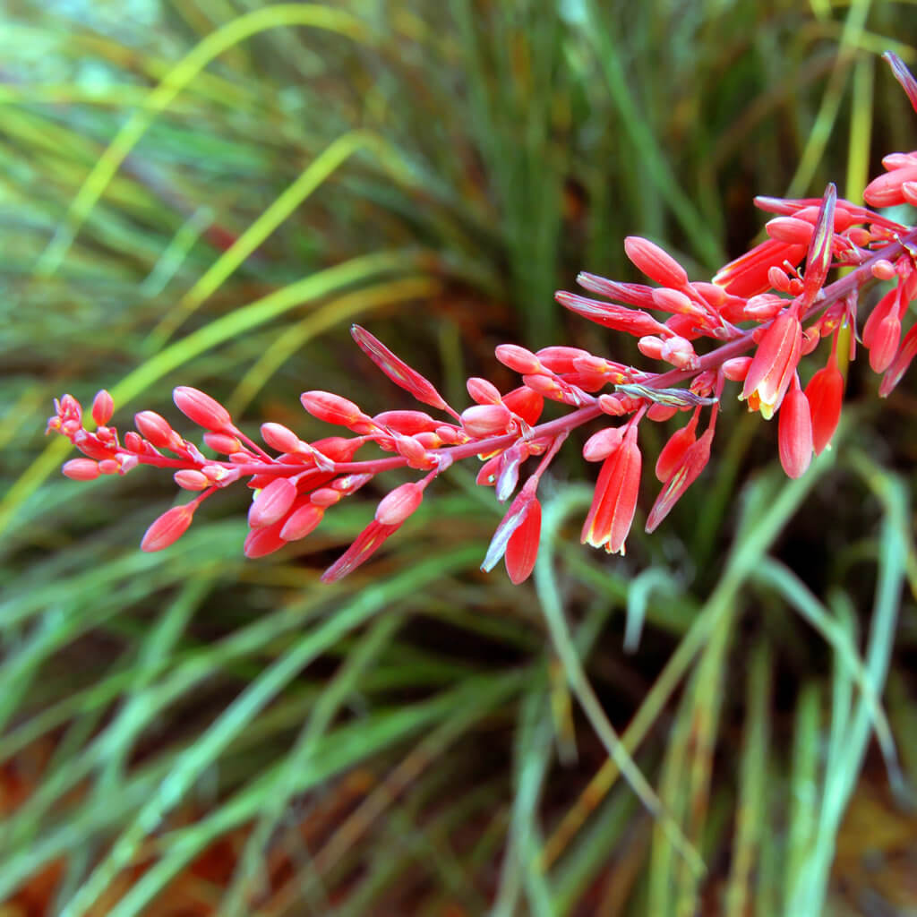 Long stem of the Hesperaloe parviflora orRed Yucca plant has clusters of red-rose flowers blooming from the stem.
