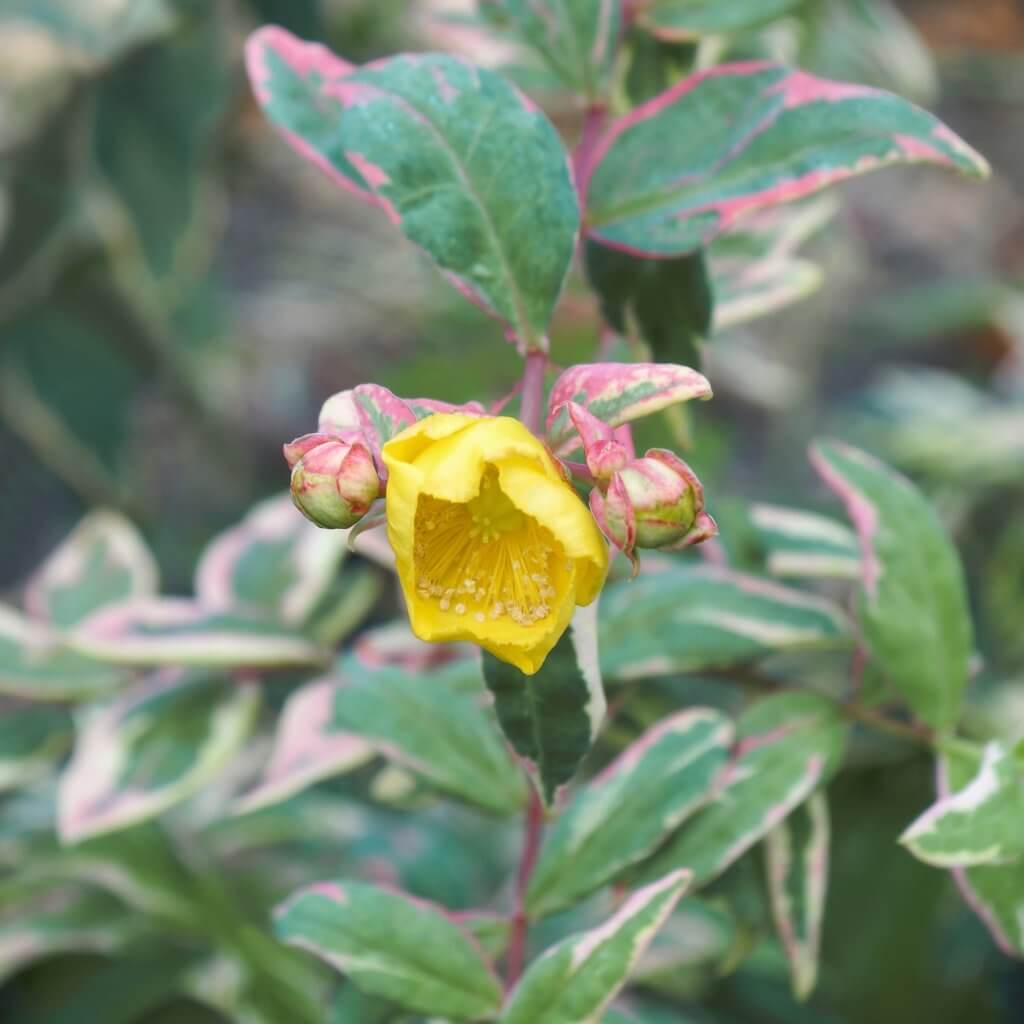 Variegated foliage and yellow flower of aHypericum moserianum, Tricolor St. Johns wort