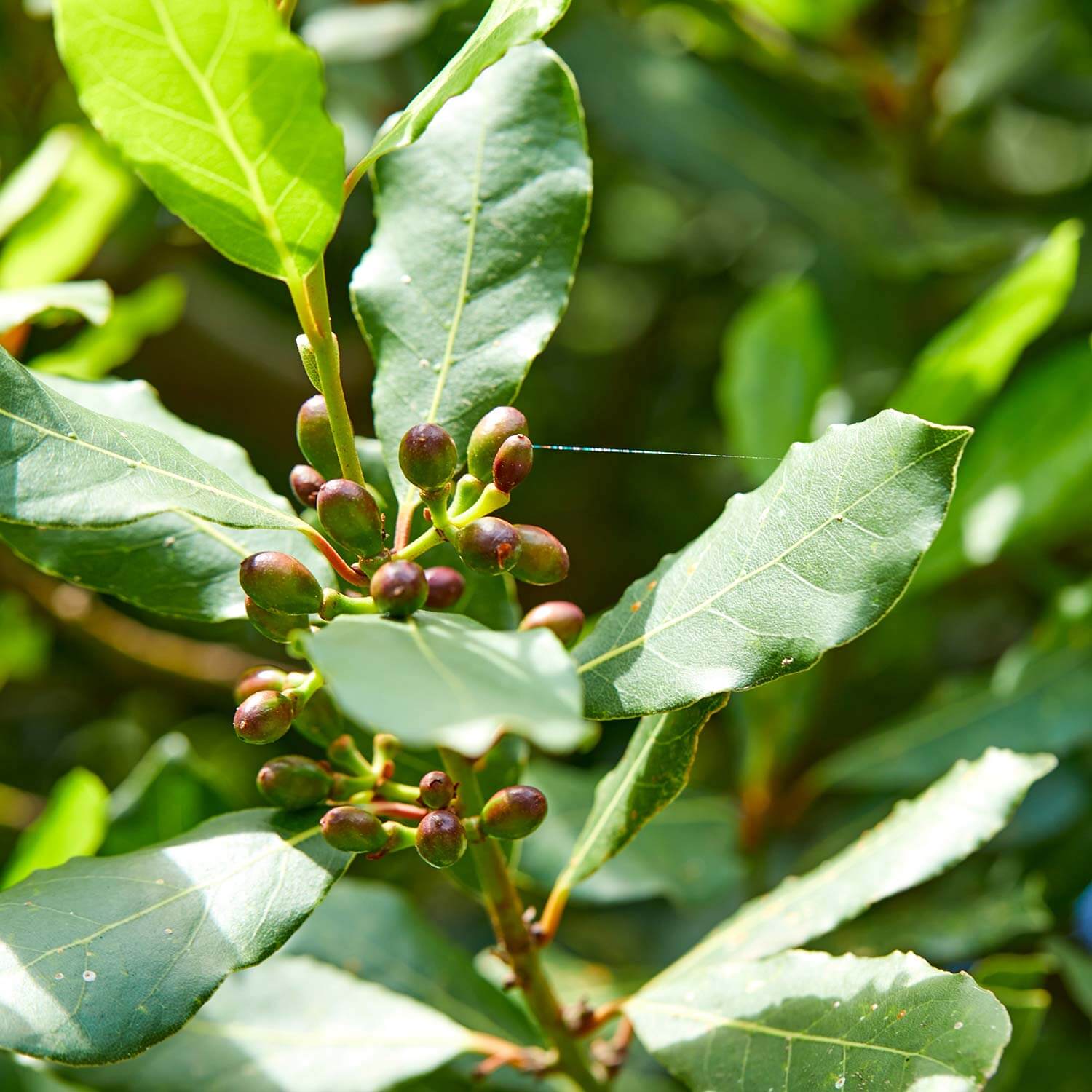 Close up of green leaves on a Laurus ‘Saratoga’ or Saratoga Bay Laurel tree