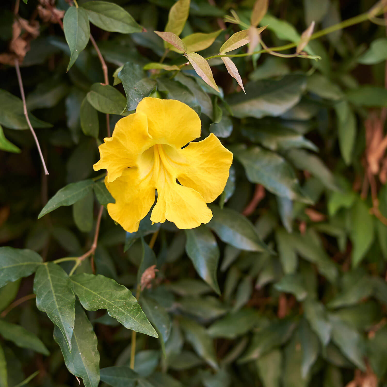 Blooming yellow from from a Macfadyena unguis-cati, Yellow Trumpet Vine