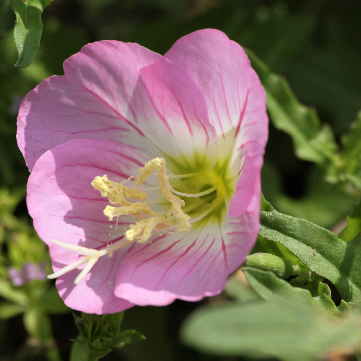 Close up of pink and white flower from a Oenothera berlandieri 'Siskiyou Pink', Evening Primrose plant