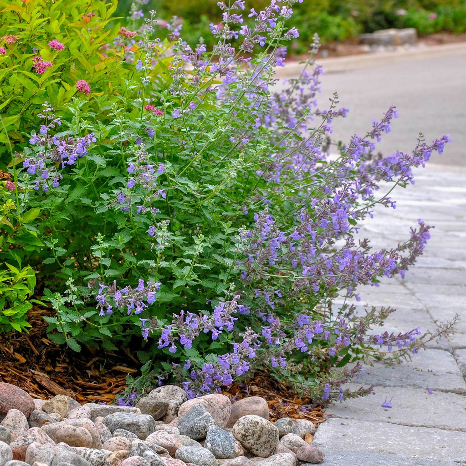 Nepeta Faassenii Walkers Low 600x600