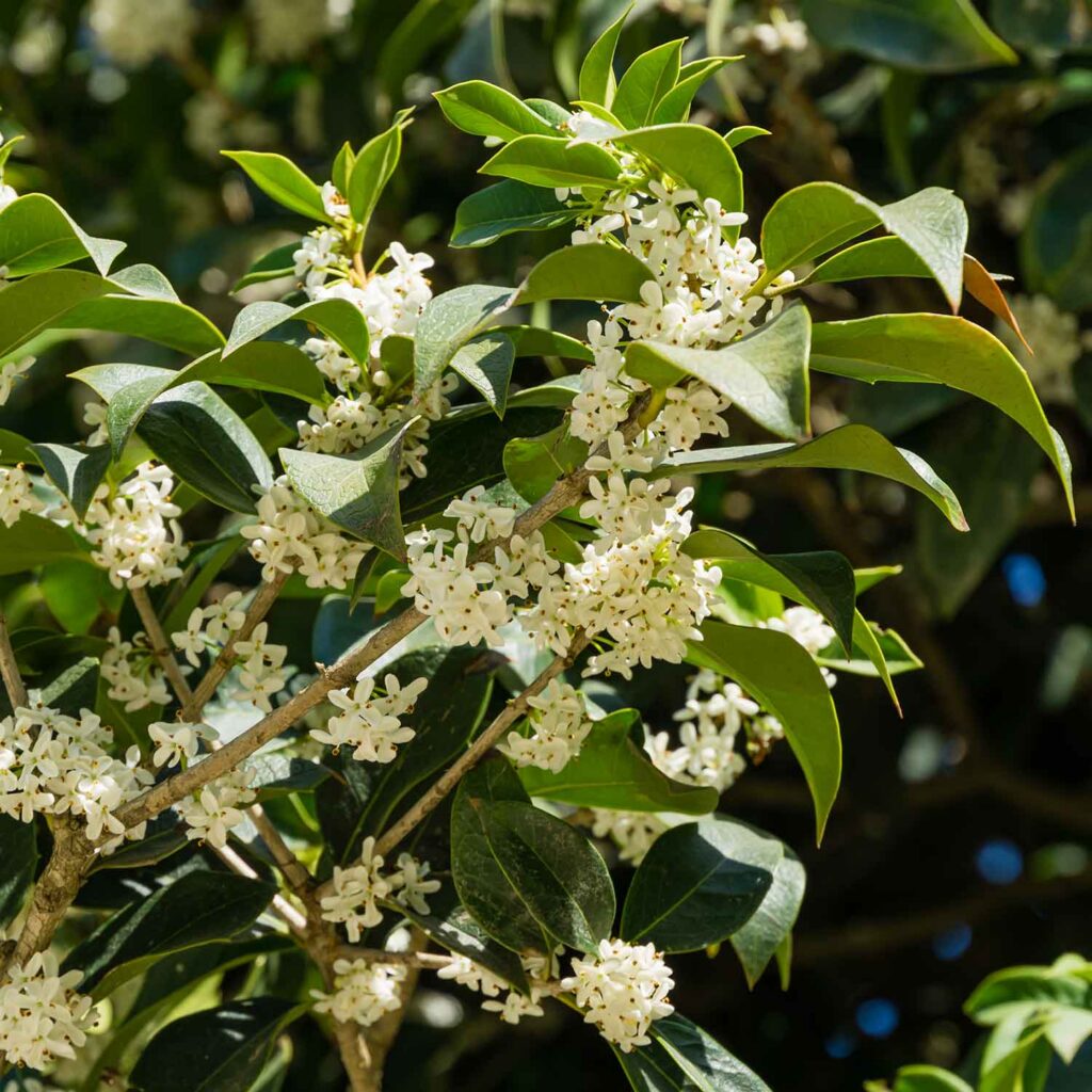 Upward growing branches with broad green leaves peppered with clusters of tiny white flowers on a Osmanthus fragrans, Sweet Osmanthus, shrub