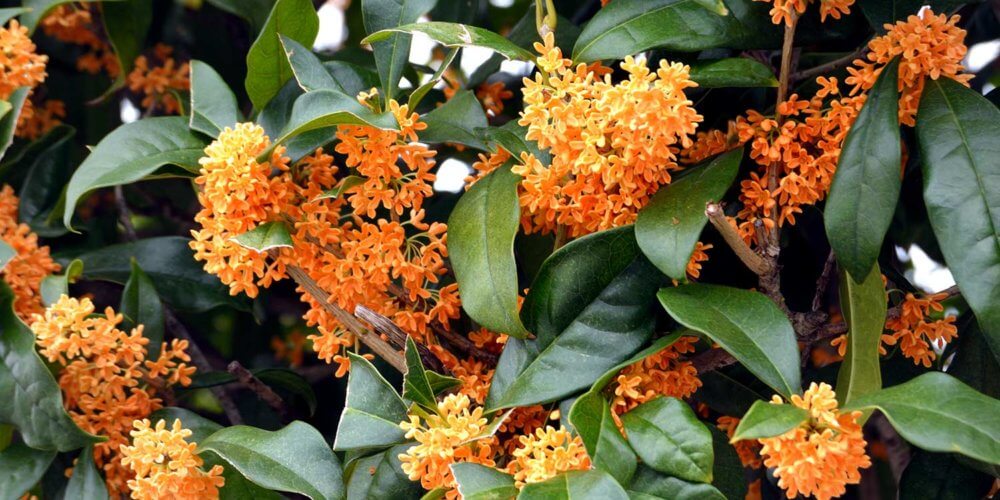 Close up of orange flowers and green foliage of a Osmanthus fragrans or Sweet Osmanthus shrub