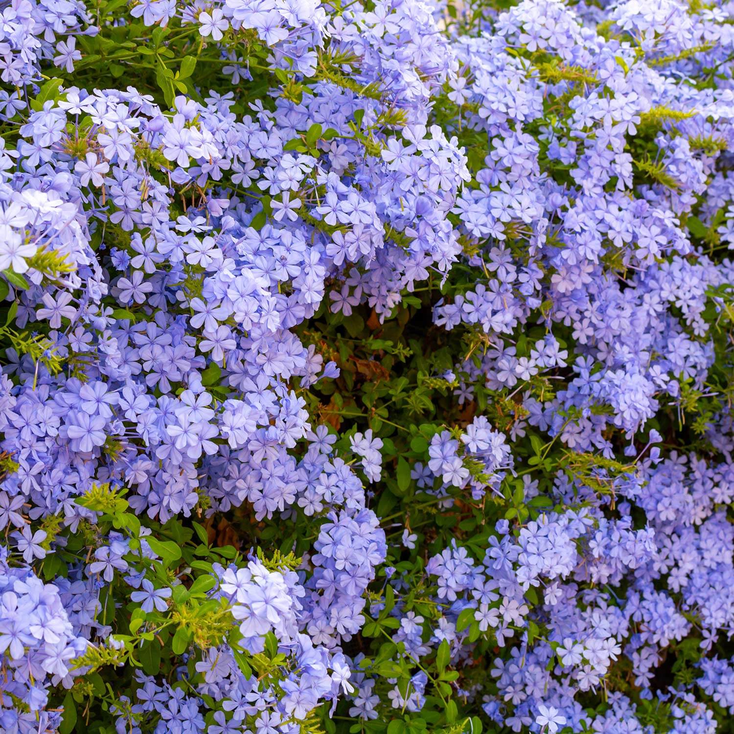 Plumbago Capensis green bush covered in small blue flowers