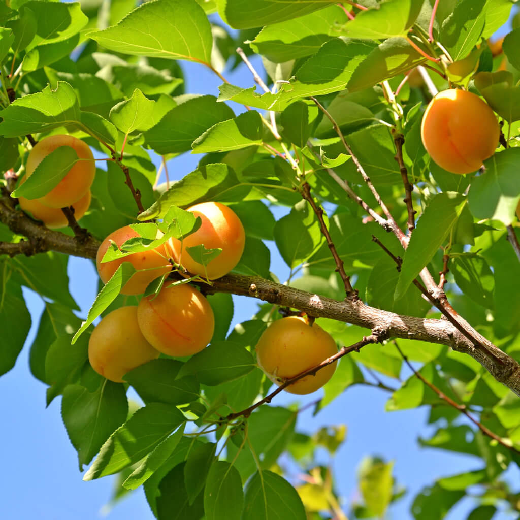 Ripe apricots hanging on a tree branch of a Prunus armeniaca 'Gold Kist' or Gold Kist Apricot Tree