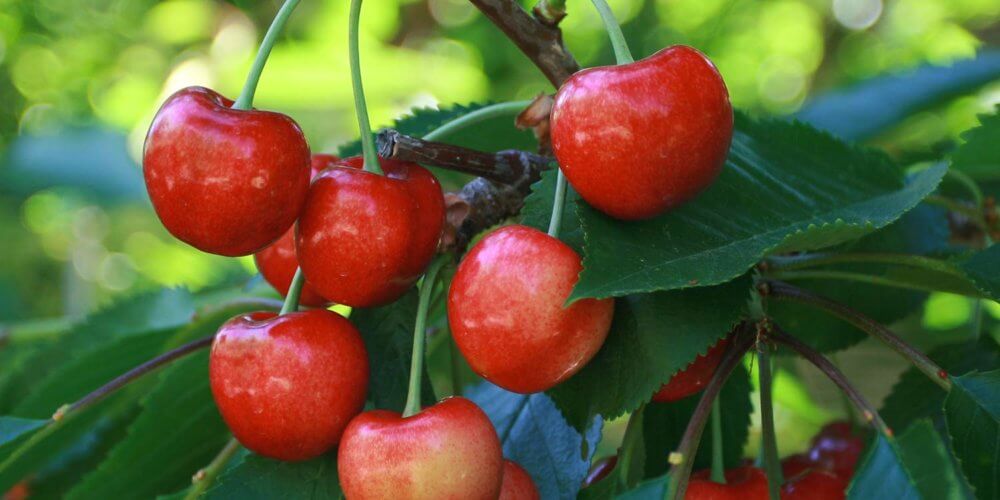 Prunus Avium 'Bing' or Bing Cherry Tree tree with bunch of ripe red cherries
