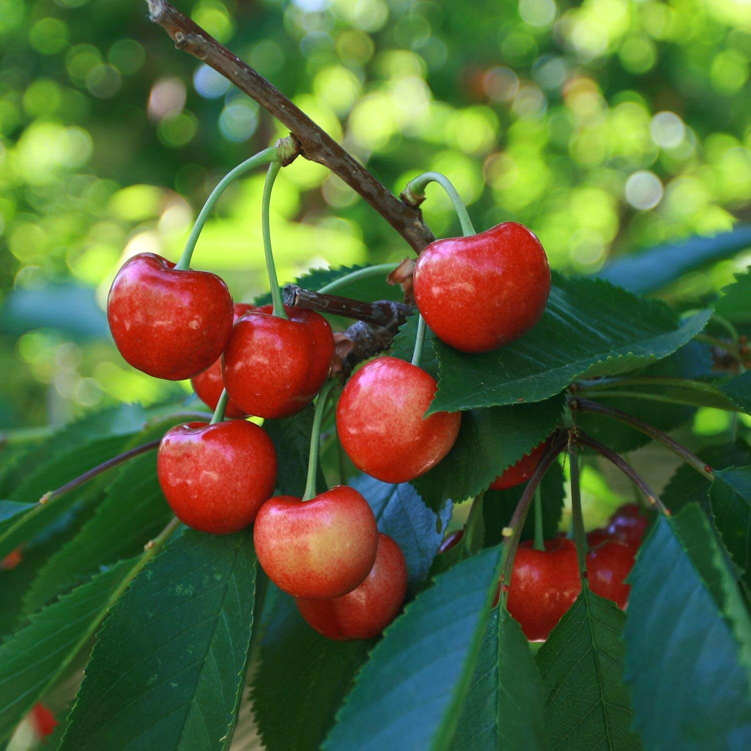 Prunus Avium 'Bing' or Bing Cherry Tree tree with bunch of ripe red cherries