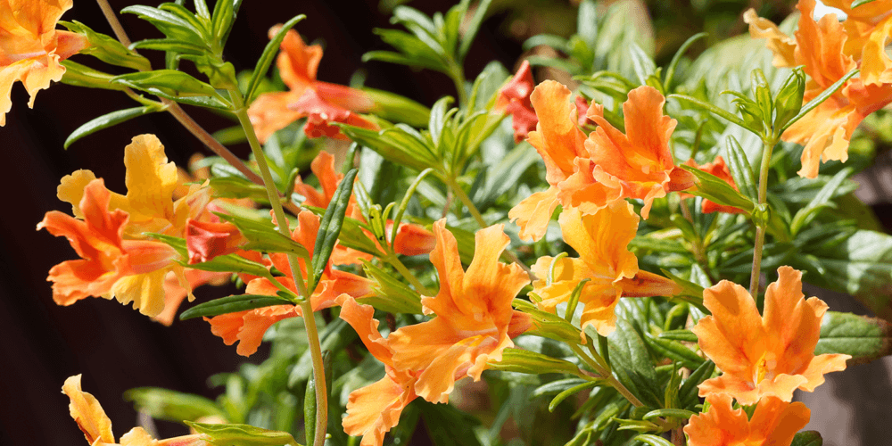 Orange tubular flowers of a Mimulus aurantiacus, Sticky Monkey-flower