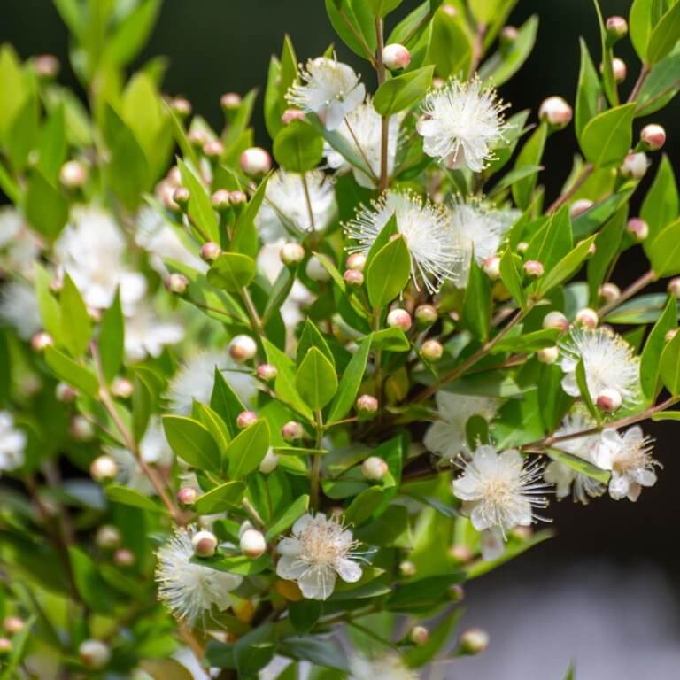 Myrtus communis 'Compacta' - Dwarf Myrtle | Western Star Nurseries