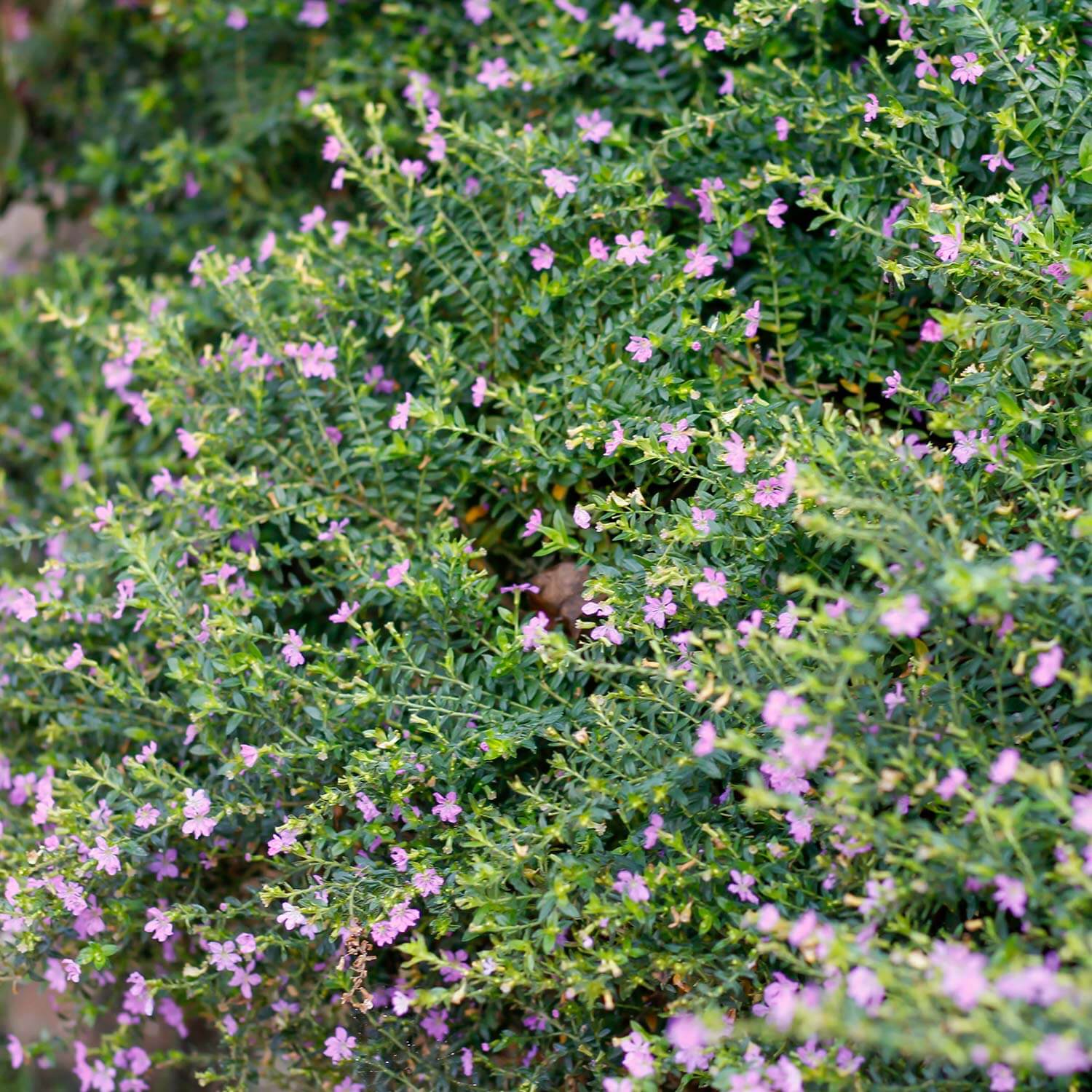 Multiple blooming purple flowers from a Cuphea hyssopifolia, Mexican Heather