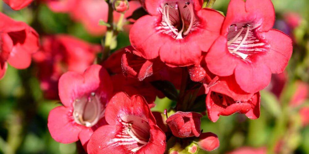 Close up of several pink blooming flowers on a Penstemon 'Super Star', Beard Tongue perennial