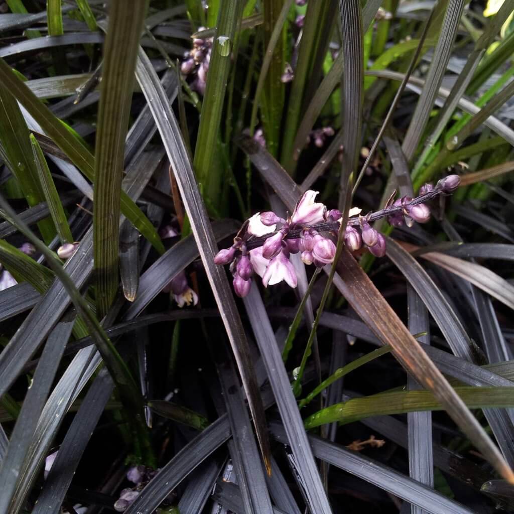 Ophiopogon planiscapus 'Nigrescens' black grass-like leaves with small blooming flowers, Black Mondo Grass