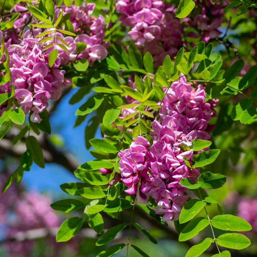 Pink flower clusters hanging on the branch of a Idaho Locust, Robinia 'Idahoensis' tree