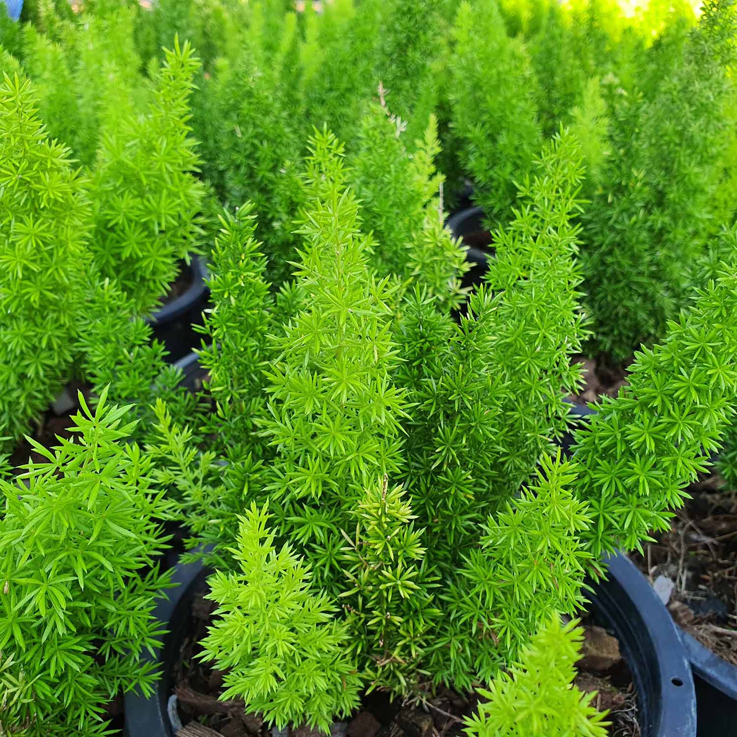 Group of green Asparagus densiflorus 'Meyeri', Foxtail Fern, green foliage
