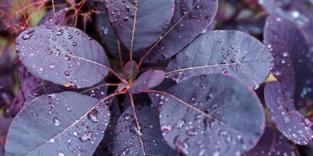 Close up of purple red leaves with raindrops on a Cotinus coggygria 'Royal Purple', Purple Smoke Tree