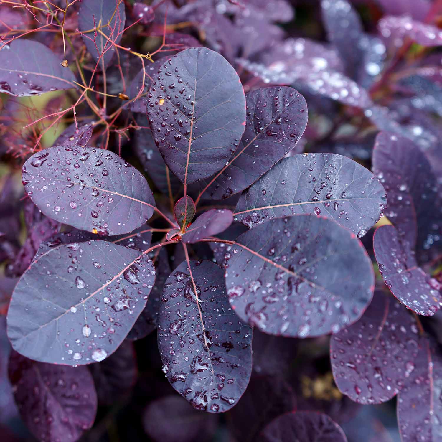 Close up of purple red leaves with raindrops on a Cotinus coggygria 'Royal Purple', Purple Smoke Tree