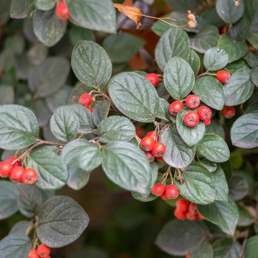 Textured dark green leaves with red berries on a Cotoneaster parneyi , Red Cluster Berry, shrub