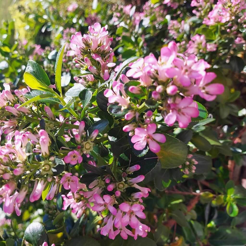 Clusters of dark pink bloom from a Escallonia ‘Fradesii’, Pink Escallonia, bush