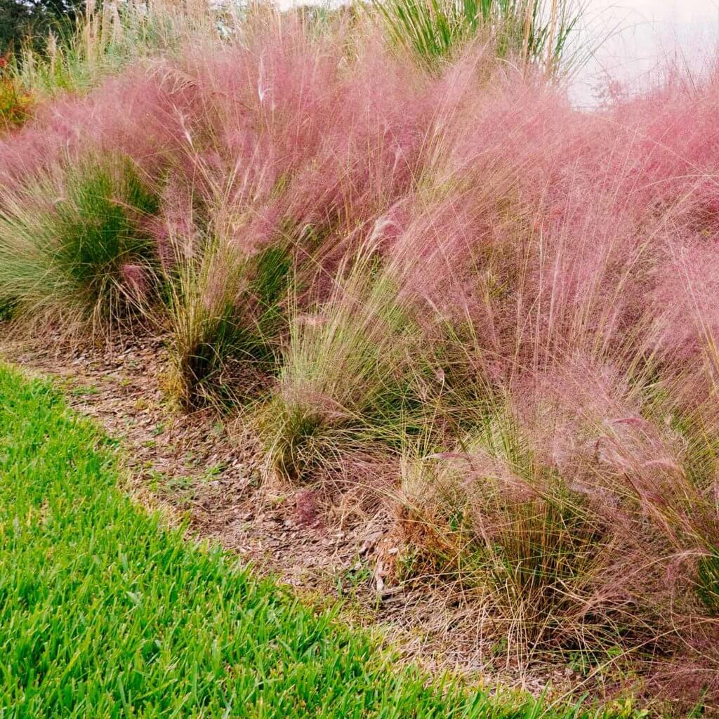 Multiple pink plumes of a Muhlenbergia Capillaris planted near green grass