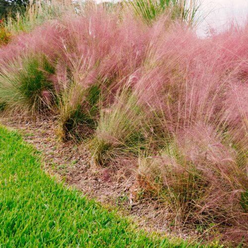 Muhlenbergia capillaris - Pink Muhly Grass | Western Star Nurseries