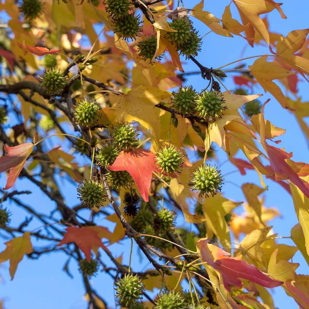 Fall colored star leaves and spiky fruit on a Liquidambar styraciflua, American Sweetgum, tree