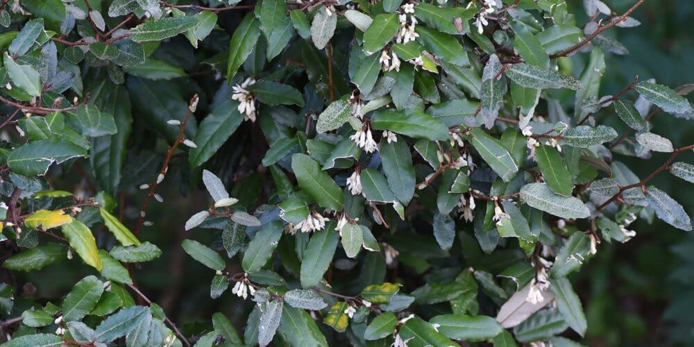 privacy hedge called Elaeagnus pungens, Thorny Olive, with small white flowers and olive green leaves