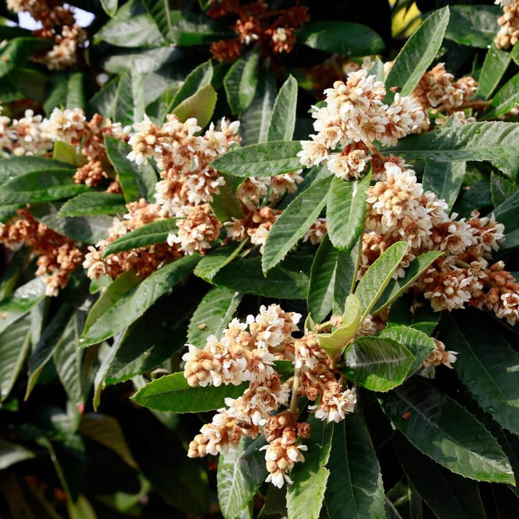 Close up of the serrated leaves and blooming cream flower clusters on a Eriobotrya Deflexa, Bronze Loquat, tree