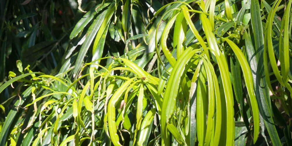 Close up of long narrow green leaves on a Geijera parvifolia, Australian Willow, tree