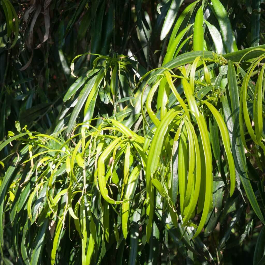 Close up of long narrow green leaves on a Geijera parvifolia, Australian Willow, tree