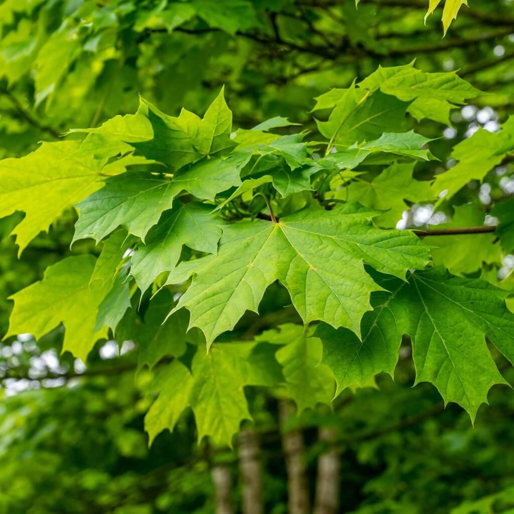 Five lobed green leaves on an Acer Saccharum, Sweet Maple, tree.