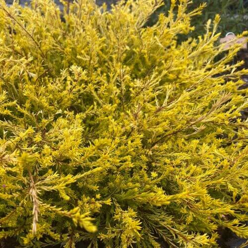 Coleonema pulchellum 'Sunset Gold' - Golden Breath of Heaven | Western ...