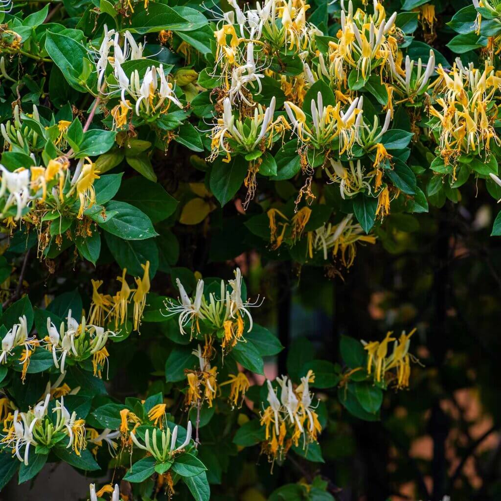 Climbing Lonicera japonica 'Halliana', Hall's Japanese Honeysuckle vine, with yellow and white flowers
