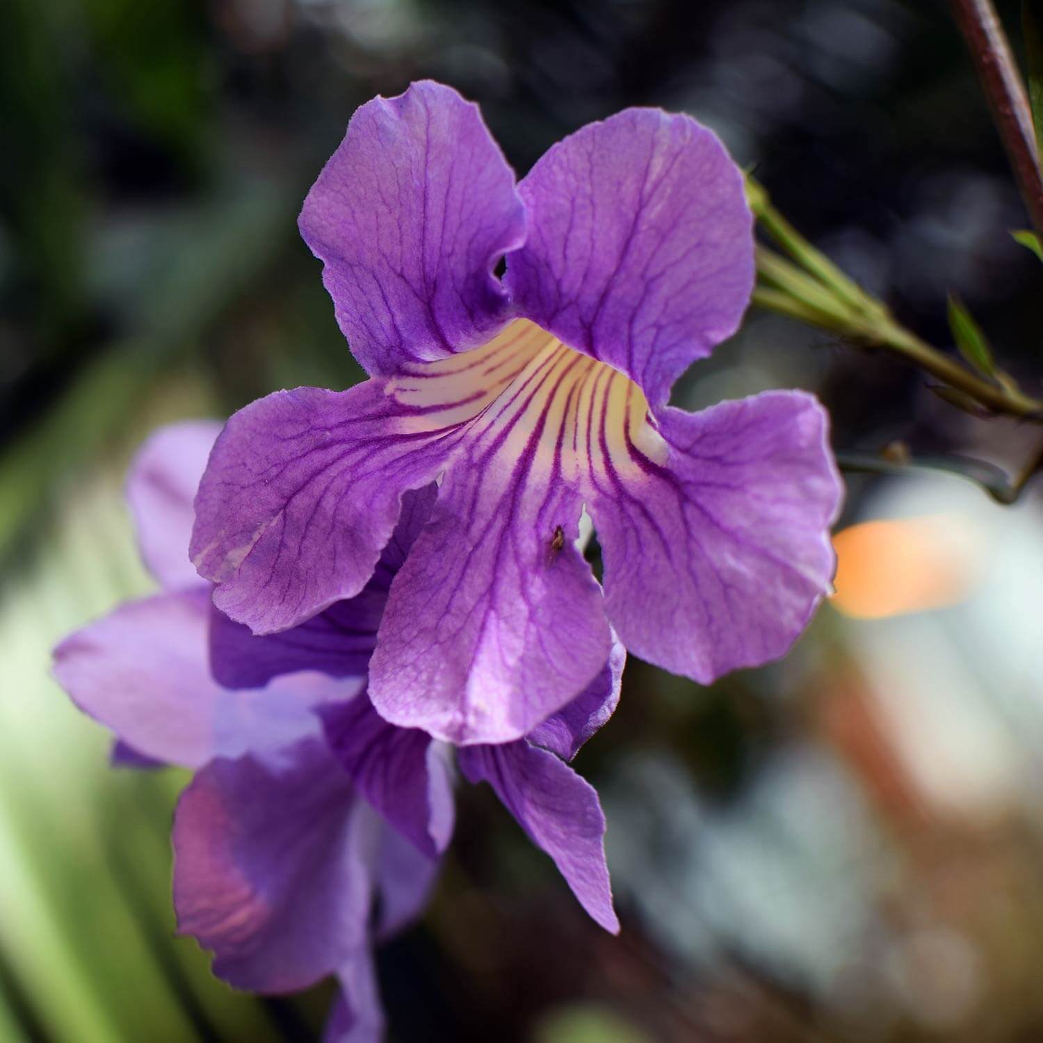 Close up of purple trumpet flower with veining on a Clytostoma callistegioides, Lavander Trumpet Vine