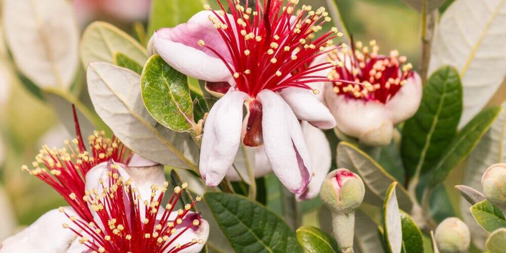White Feijoa Sellowiana, Pineapple Guava, flowers with magenta centers blooming with unfocused background