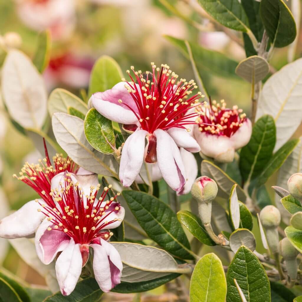 White Feijoa Sellowiana, Pineapple Guava, flowers with magenta centers blooming with unfocused background