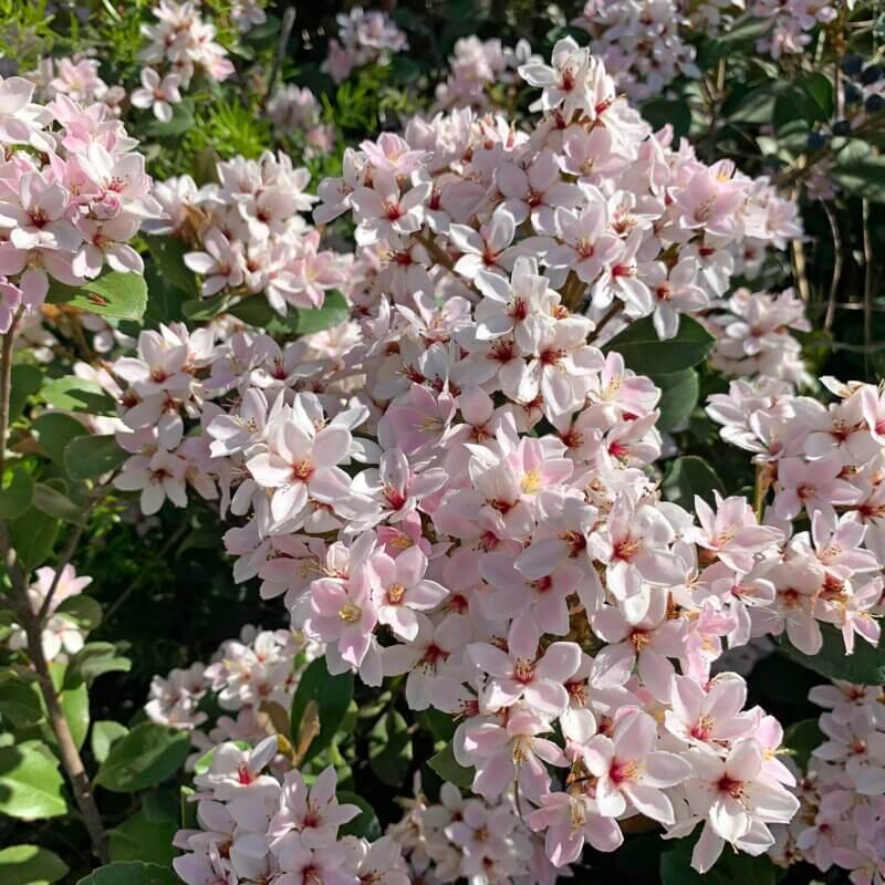 Rhaphiolepis Indica 'Ballerina' - Ballerina Indian Hawthorn | Western ...