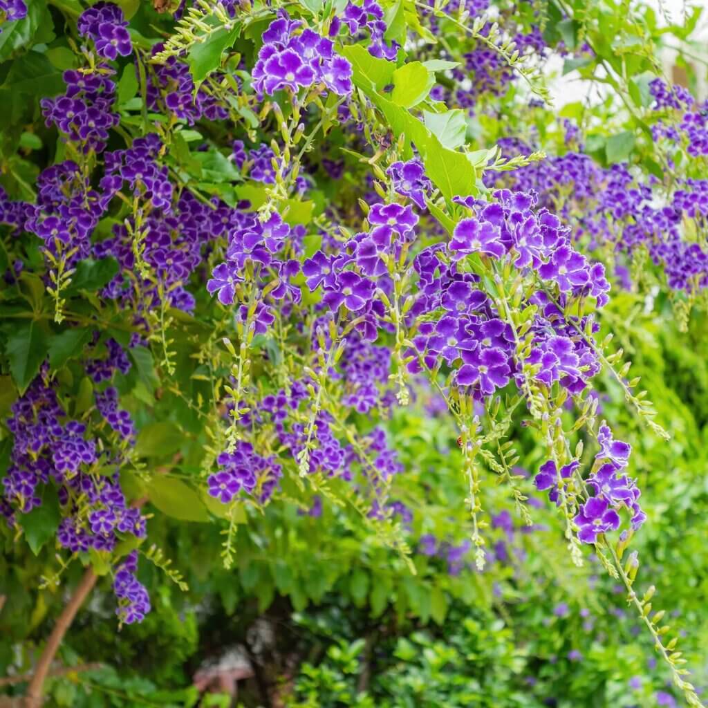 Duranta erecta 'Sapphire Showers', Picotee Sky Flower, with purple-blue blooming branches cascading over wall
