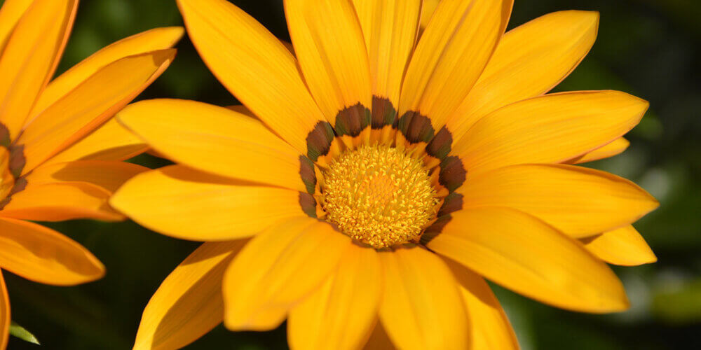 Gazania Mitsuwa Trailing Yellow Trailing Yellow Gazania Western gazania-mitsuwa-trailing-yellow-trailing-yellow-gazania-western