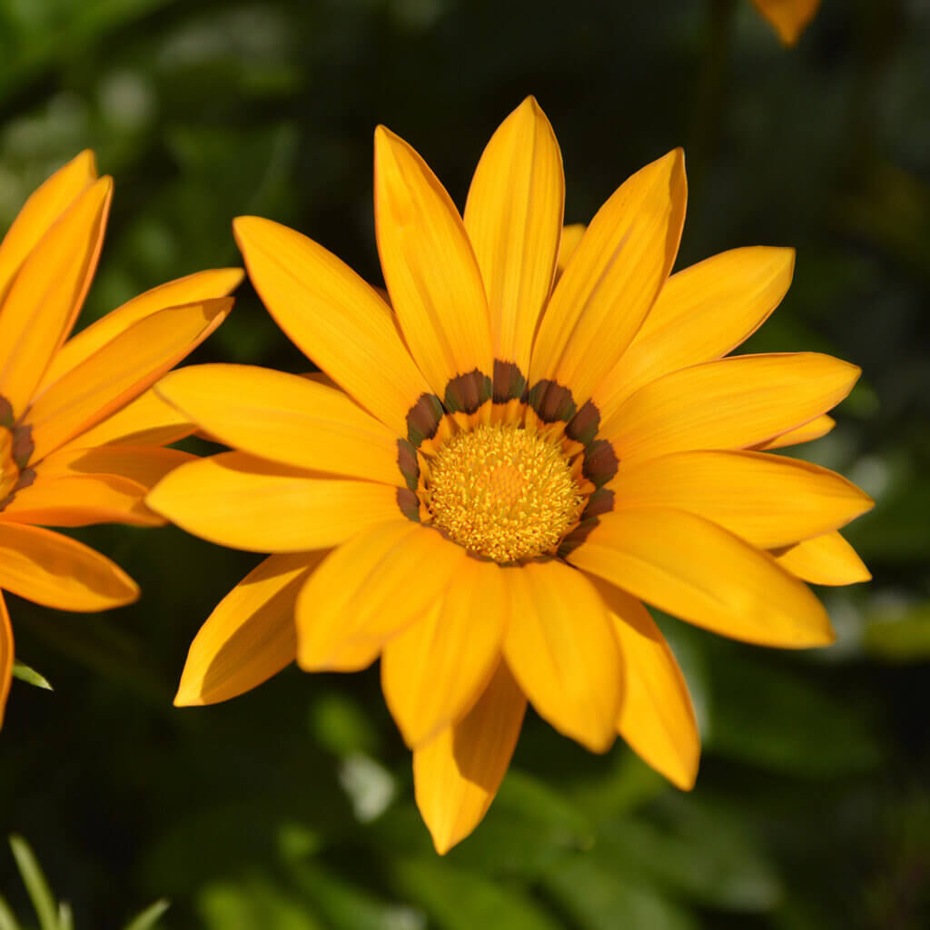Close up of yellow flower known as Gazania Mitsuwa ‘Trailing Yellow’, Trailing Yellow Gazania,