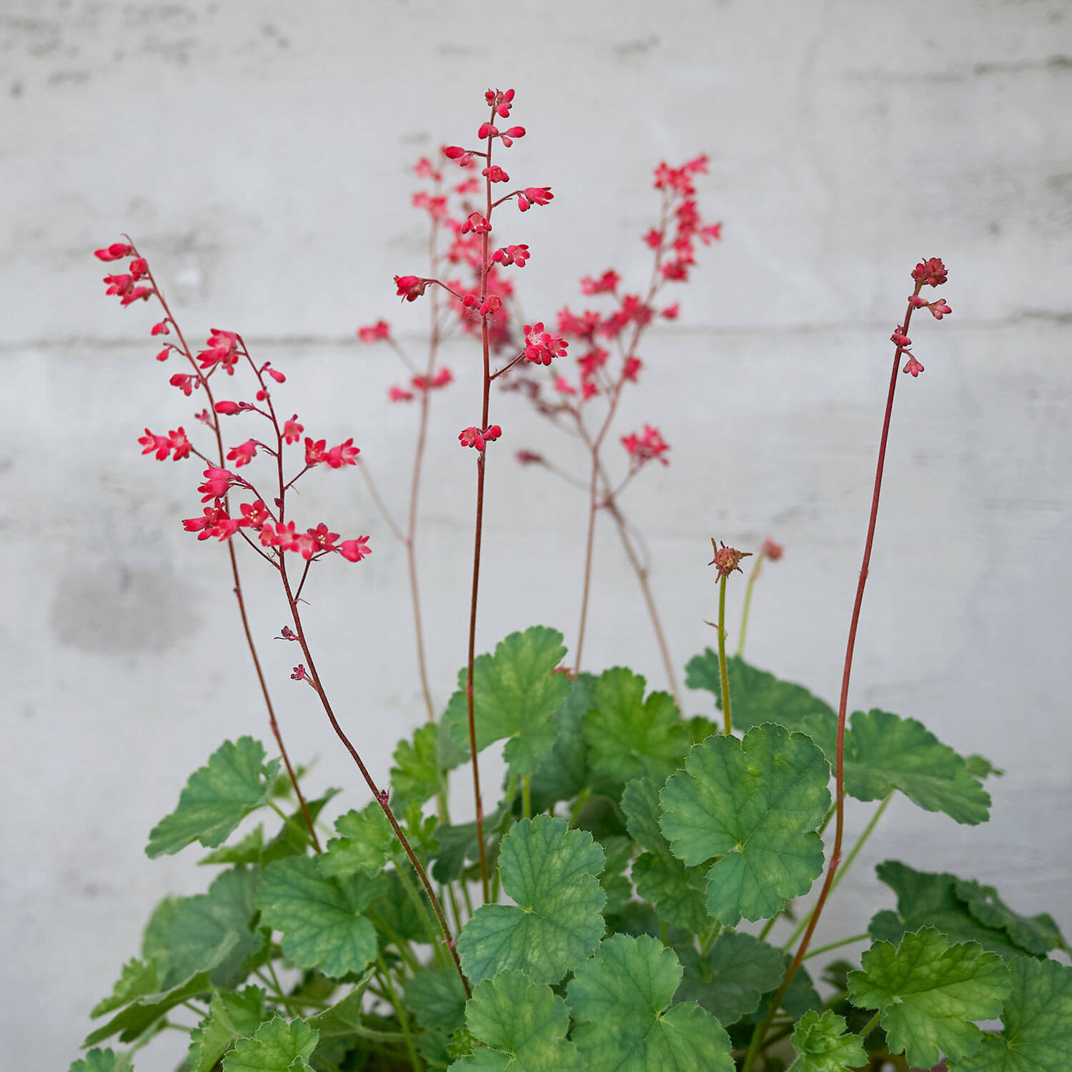 Heuchera Sanguinea Splendens Coral Bells Western Star Nursery