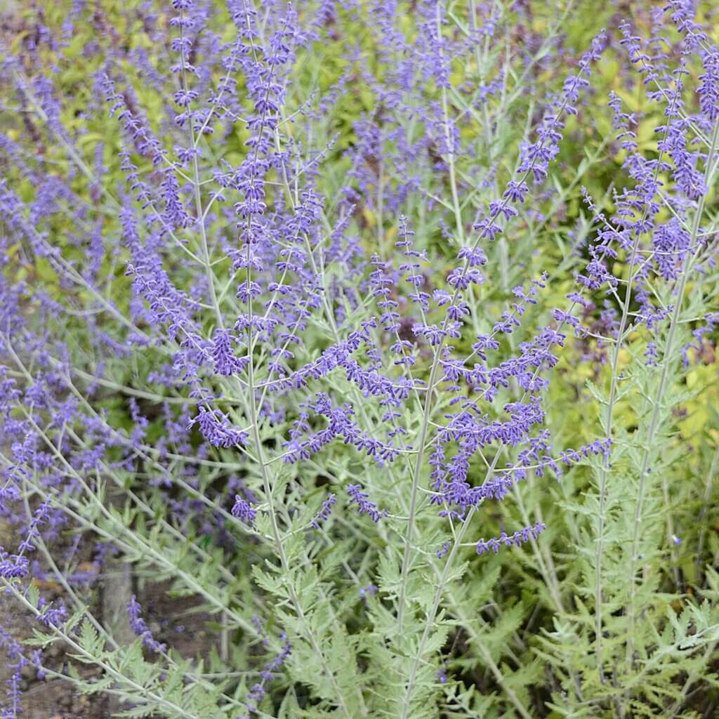 Perovskia Atriplicifolia, Russian Sage bush with stems filled with delicate purple flowers atop feather-like green foliage